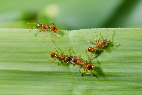 Exterminator for Corsicana, Texas
